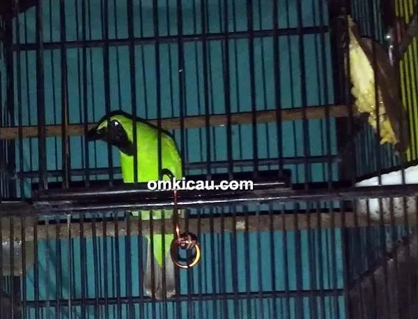 perawatan cucak ijo