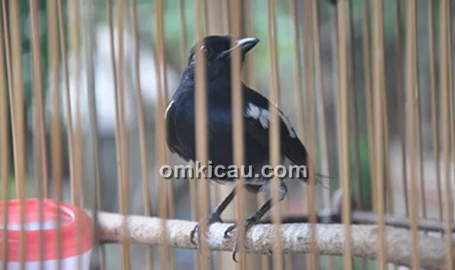burung jinak yang berubah liar burung jinak yang berubah liar