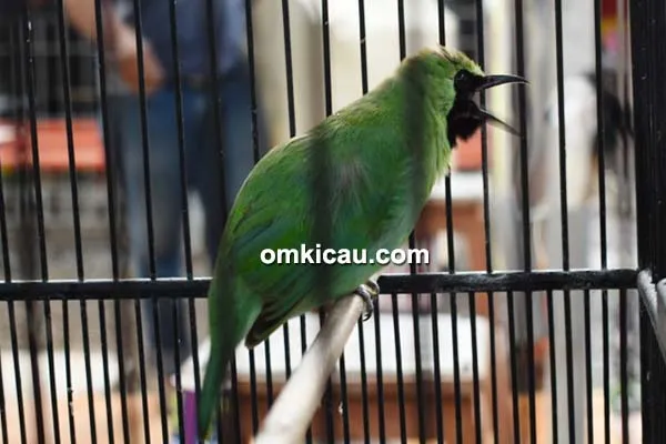 cucak ijo Spectra