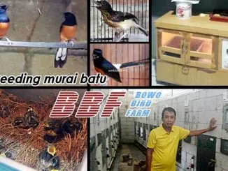 breeding murai batu BBF
