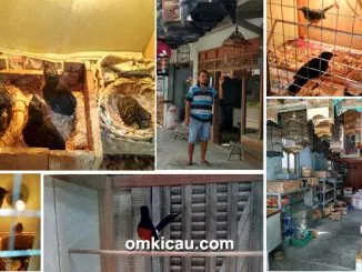 breeding murai batu BKL-M