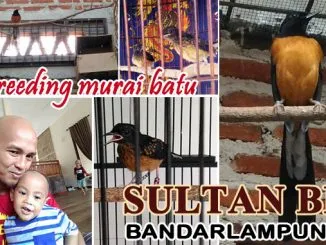 ternak murai batu Sultan BF Bandarlampung