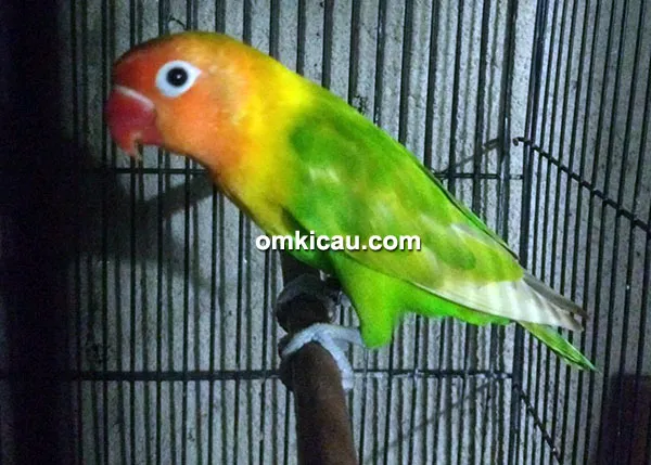 hasil breeding Athar BF