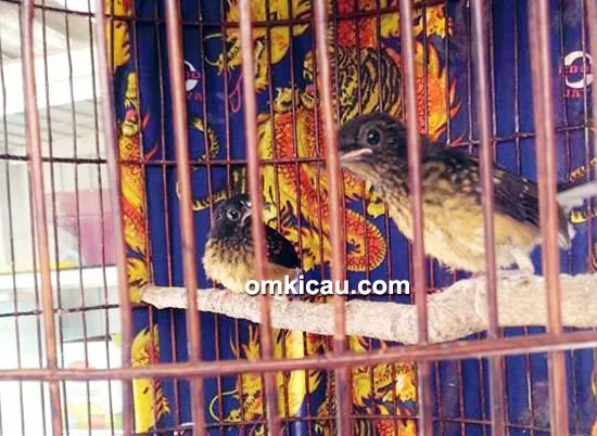 Trotolan murai batu
