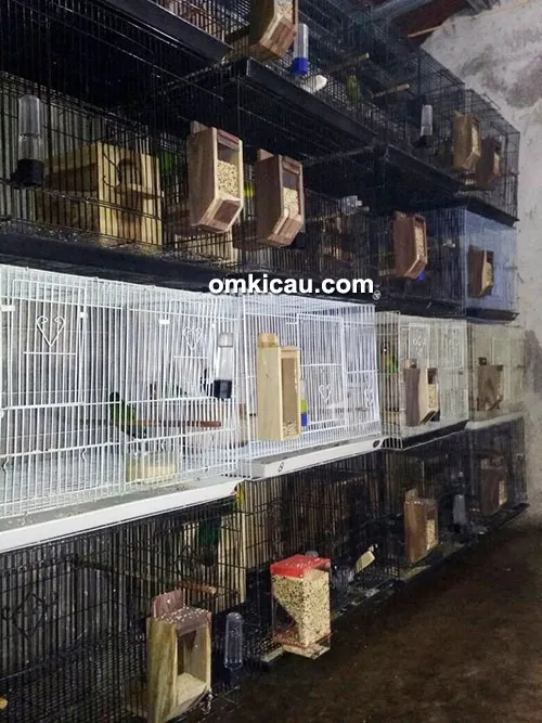 penangkaran lovebird