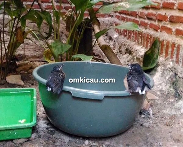 cara ternak burung murai batu