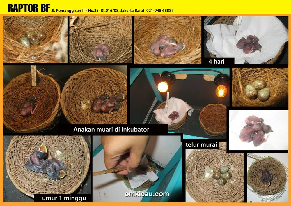 ternak murai batu ternak murai batu