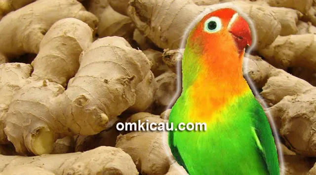 ramuan jahe agar lovebird makin rajin ngekek jahe untuk lovebird