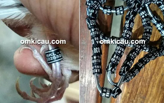 ring BKL-M