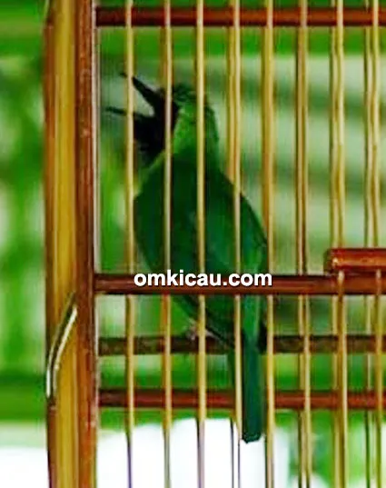 cara merawat burung cucak ijo