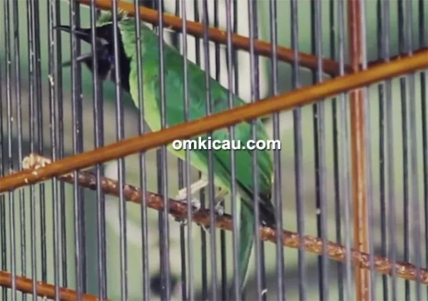 Cucak ijo New Rimba Sakti