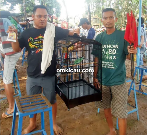 Cucak ijo Subur Cucak ijo Subur