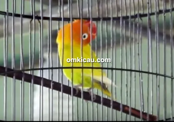 Lovebird Israel