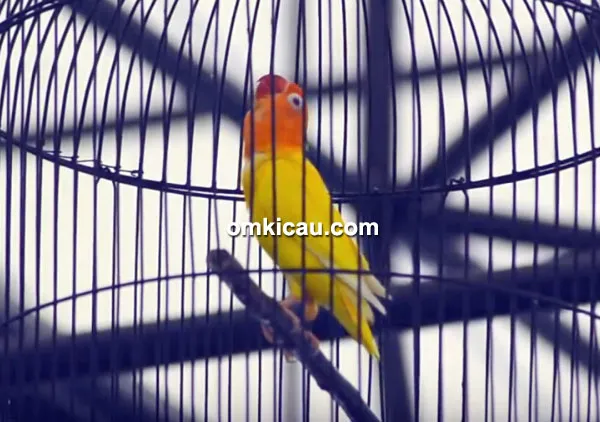 Lovebird Marocak