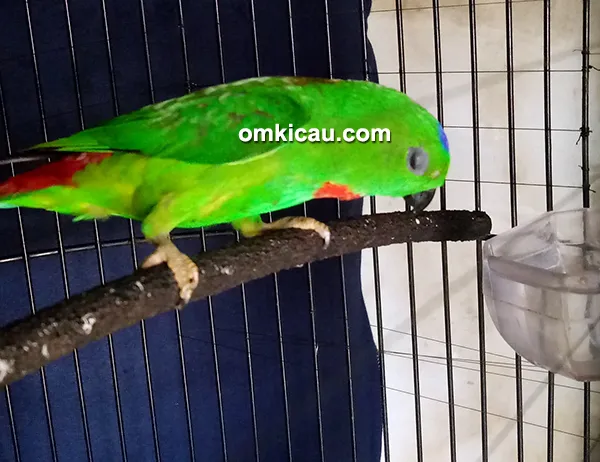 cara merawat burung serindit