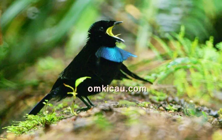Burung cenderawasih vogelkop Burung cenderawasih vogelkop