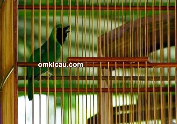 cucak ijo Dalang