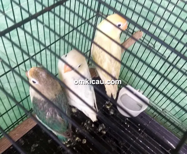 Hasil Breeding Almasrizky BF2