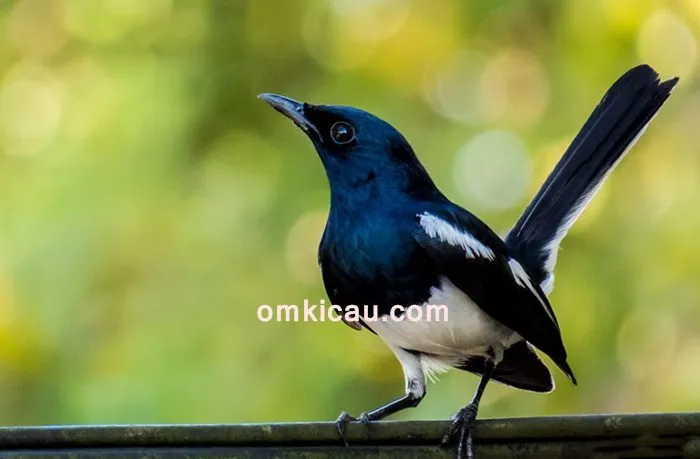 Tips mengatasi burung kacer yang kurang ngotot di lapangan Mengatasi kacer yang kurang ngotot ketika dilombakan