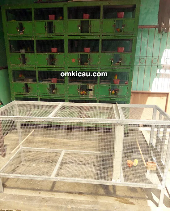 penangkaran burung lovebird