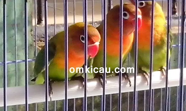 lovebird bahan Tips memilih dan menyiapkan lovebird bahan agar berkualitas lomba