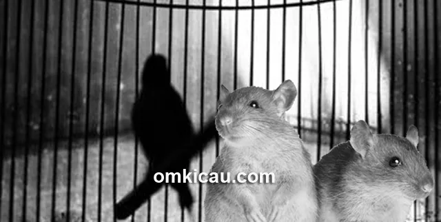 Solusi mencegah dan mengusir tikus Solusi mencegah dan mengusir tikus