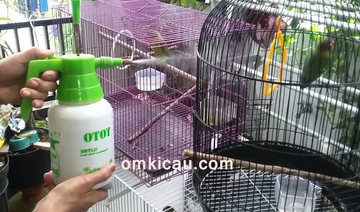 memandikan burung memandikan burung