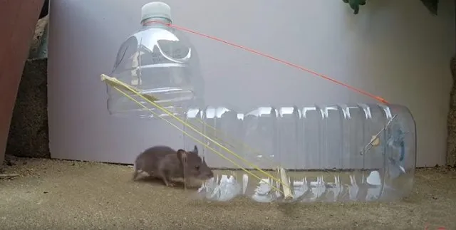 Perangkap tikus