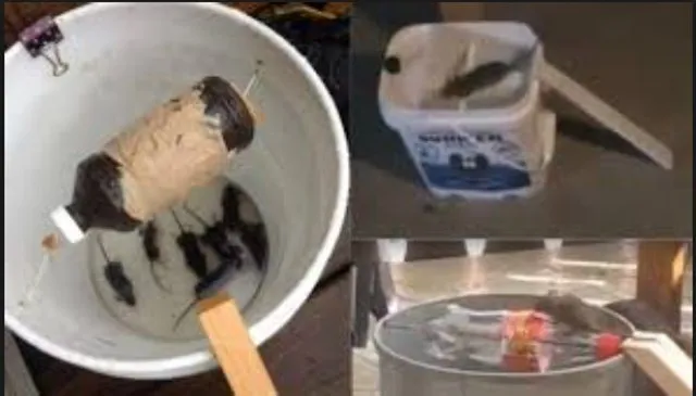 Perangkap tikus dari ember bekas