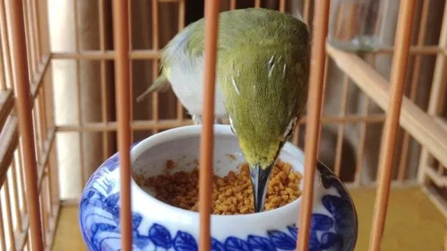 agar pleci tampil prima Vairasi pakan untuk pleci