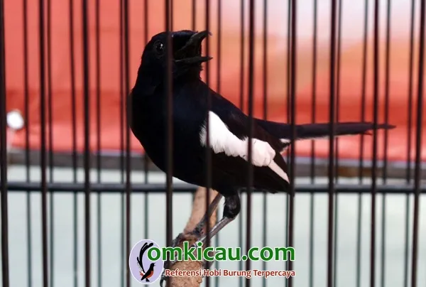 kacer dada hitam