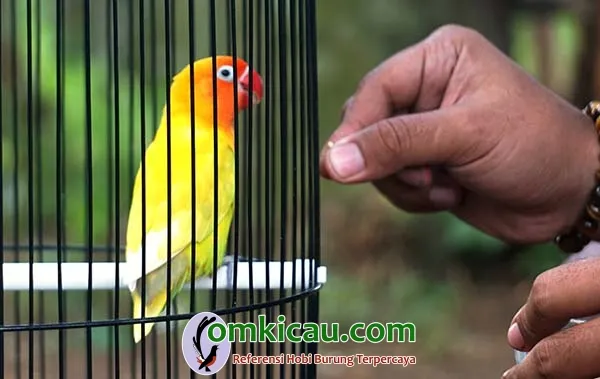 Lovebird Astro Boy