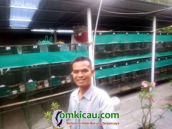 ternak perkutut
