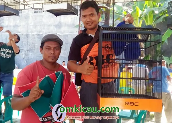 cucak ijo Bodrexin Jr