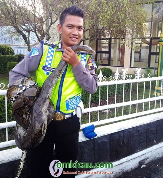 Om Puguh ADPT