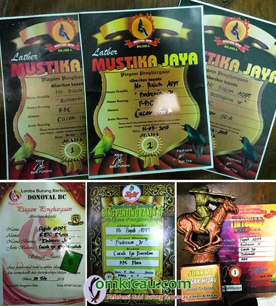 cucak ijo Bodrexin Jr