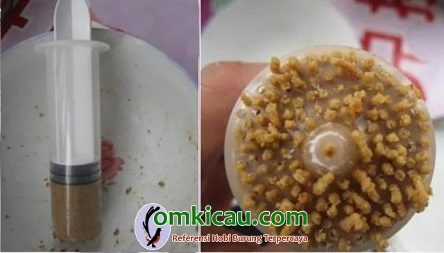 Membuat alat pencetak voer Membuat alat pencetak voer