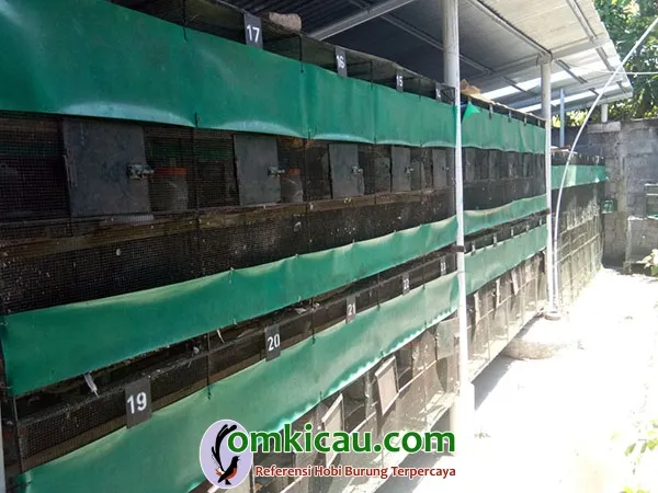 cara ternak burung perkutut