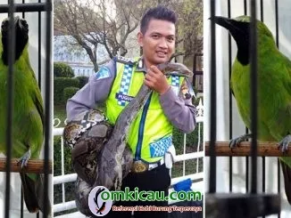 cucak ijo Bodrexin Jr