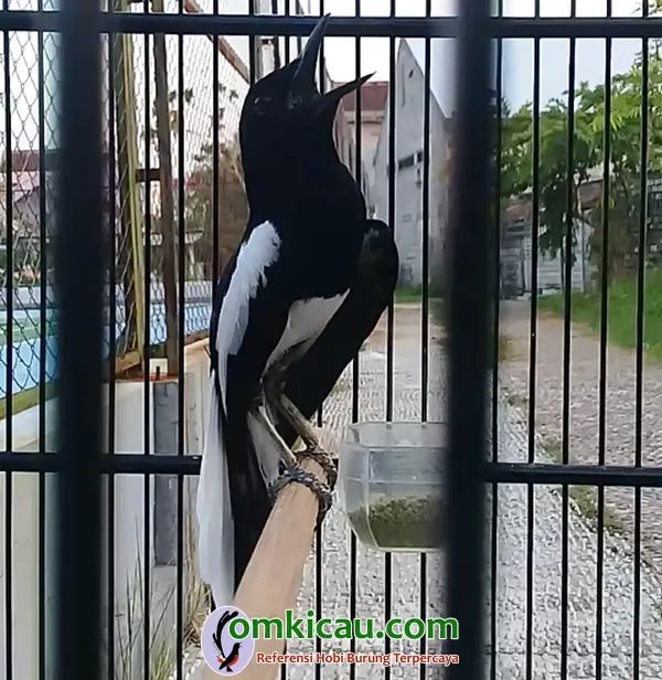 volume suara burung kacer