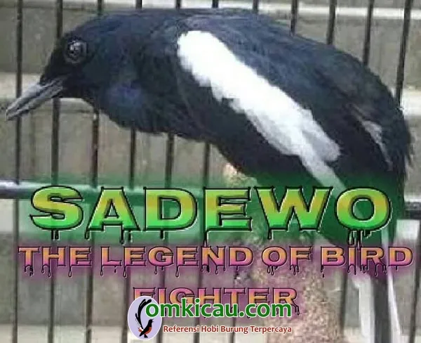 Kacer Sadewo Kacer Sadewo