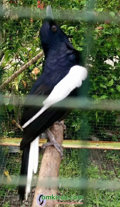 perawatan kacer