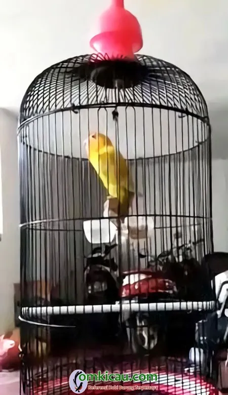 Lovebird Amoy