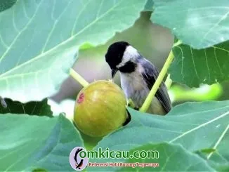 Mengenal manfaat buah tin untuk burung kicauan