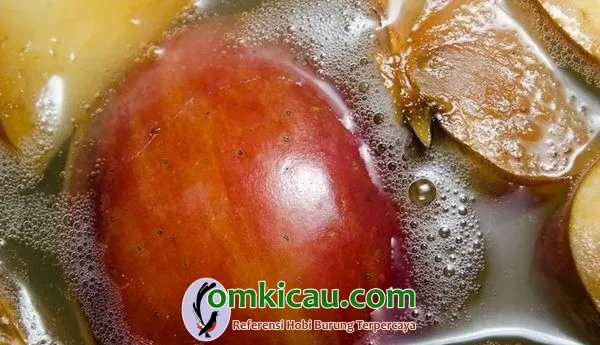minuman kesehatan untuk burung Membuat Cuka Apel