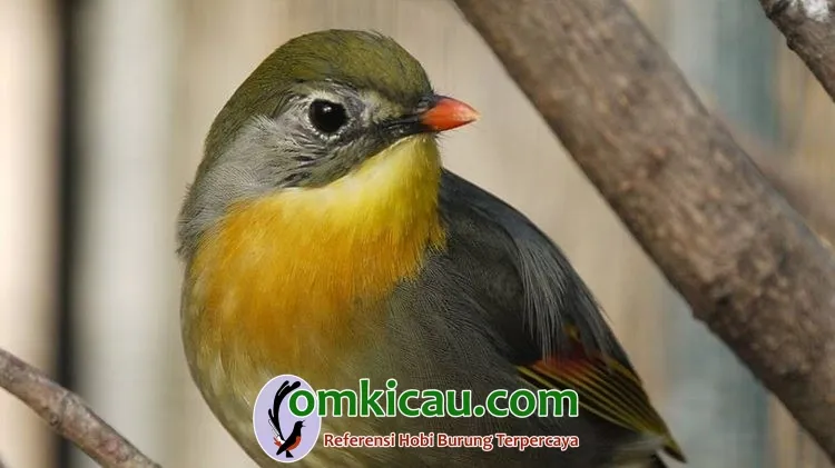 Perawatan burung pekin robin macet bunyi Perawatan burung pekin robin macet bunyi