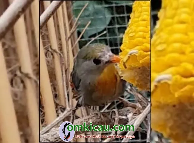 Perawatan burung pekin robin macet bunyi Perawatan burung pekin robin macet bunyi