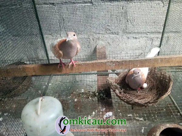 ternak burung perkutut breeding perkutut