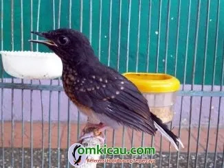Tips perawatan murai trotolan yang ngedrop