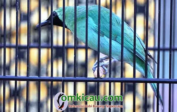 Cucak ijo Hiro